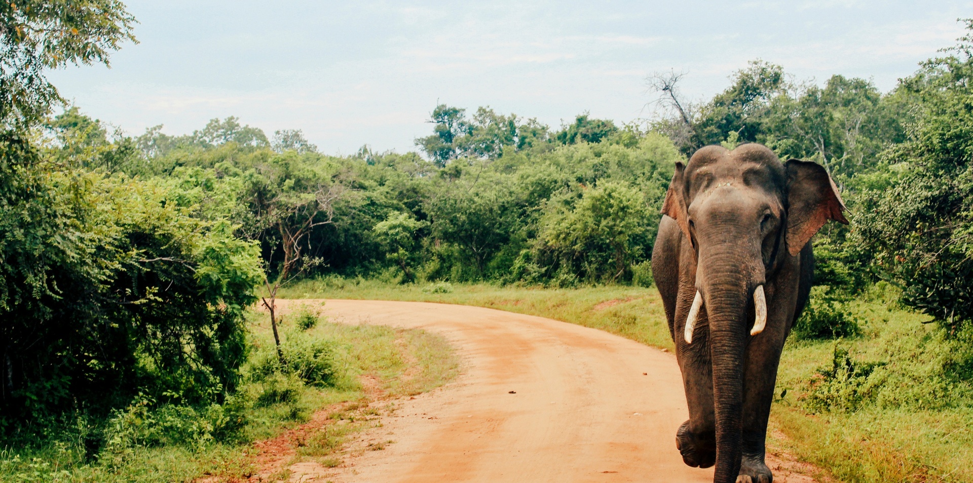Sri Lankan Escape