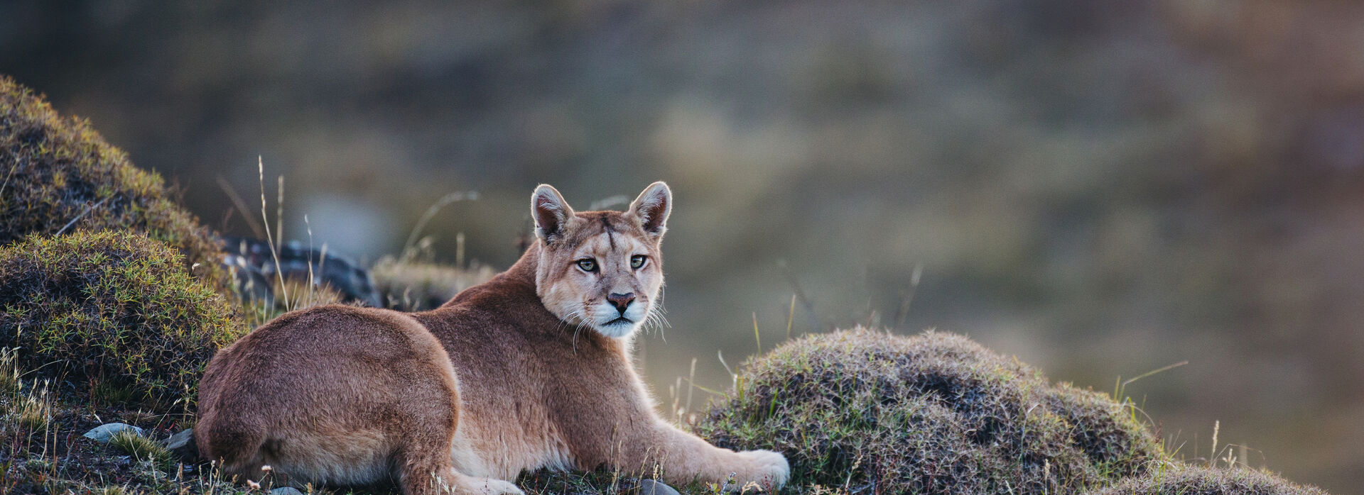 Hero Chile Patagonia Torres del Paine National Park Puma0